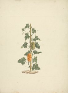 Cucumis metuliferus Naud (Pepino selvagem): desenho acabado de James Bruce
