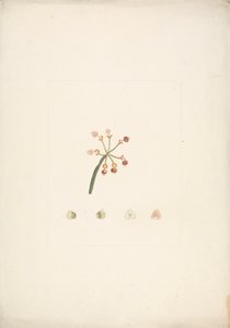 Euphorbia nubica N.E. Br. (Nubian Spurge): desenho acabado de floração e frutificação, com detalhes de dissecções florais de James Bruce