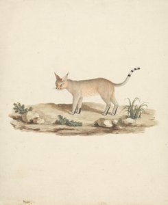 Felis caligata (lince caligata) de James Bruce