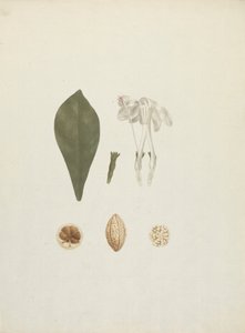 Gardenia ternifolia Schum.& Thonn. (Jovis-Tonantis): desenho acabado com detalhes adicionais de fruta de James Bruce