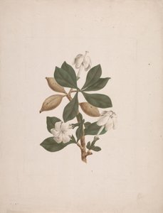 Gardenia ternifolia Schum.& Thonn. (Wild Gardenia): desenho acabado