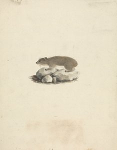 Heterohyrax brucei (Hyrax de rocha amarela pontilhada) de James Bruce