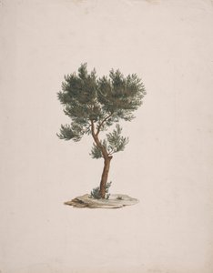 Juniperus procera Endl. (Cedro do Lápis Africano): desenho acabado do hábito das árvores de James Bruce