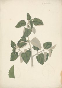 Labiatae (espécies indeterminadas): desenho acabado de um rebento de folhas, sem flores