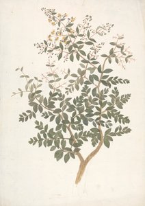 Lawsonia inermis L. (Henna): desenho acabado de um rebento florido de folhas