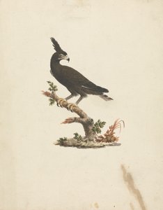 Lophaetus occipitalis (Águia de Longo Alcance) de James Bruce