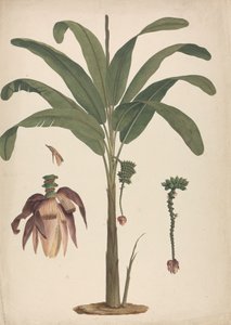 Musa x sapientum L. (Banana): desenho acabado com detalhes de inflorescência de James Bruce