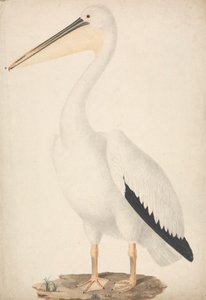 Pelecanus onocrotalus (Grande Pelicano Branco) de James Bruce