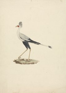 Sagittarius serpentarius (Secretário Bird) de James Bruce