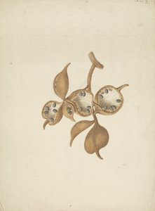 Sterculia africana (Lour.) Fiori: desenho acabado do caule com as vagens das sementes, algumas abertas mostrando as sementes de James Bruce