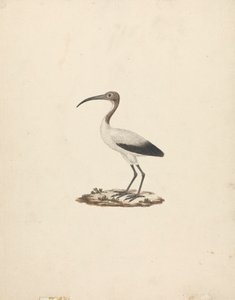 Threkiornis aethiopicus (Íbis Sagrado Africano) de James Bruce