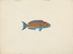 Peixes não identificados de James Bruce