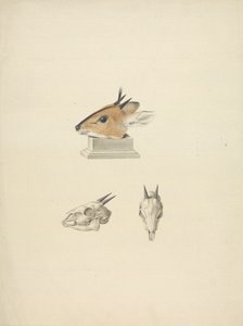 Madoqua não identificado (Dik-dik): estudo da cabeça e do crânio de James Bruce