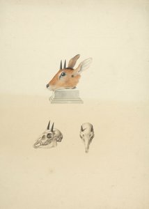 Madoqua não identificado (Dik-dik): estudo da cabeça e do crânio de James Bruce