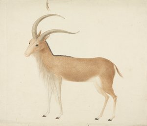 Ungulado não identificado de James Bruce