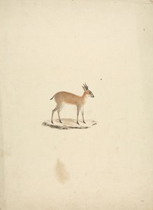 Madogua não identificada (Dik-dik) de James Bruce