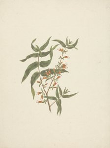 Woodfordia uniflora (A. Rich.) Koehne: desenho acabado do rebento florido de James Bruce