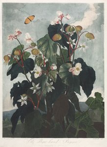 O Templo da Flora, ou Jardim da Natureza: A Begônia com folhas Obique, 1800.