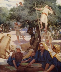 Olive Yard de James Clark