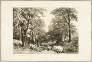 Faias no Parque Arundale, do Parque e da Floresta de James Duffield Harding