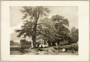 Faia, de The Park and the Forest de James Duffield Harding