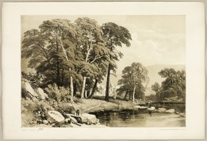 Choupo Negro, de The Park and the Forest de James Duffield Harding