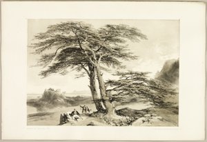 Cedros do Líbano, de O Parque e a Floresta de James Duffield Harding