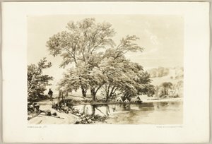 Salgueiro comum, do Parque e da Floresta de James Duffield Harding