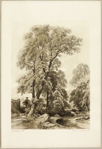 Elm e Birch, do Parque e da Floresta de James Duffield Harding
