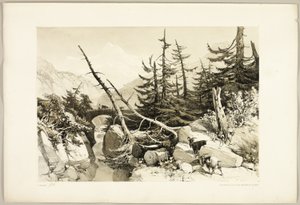 Larch, do Parque e da Floresta de James Duffield Harding