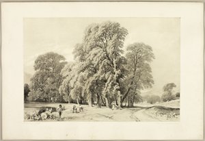 Plátanos, do Parque e da Floresta de James Duffield Harding