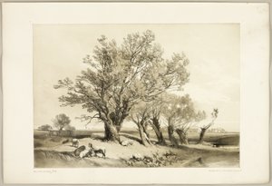 Pollard Willow, de O Parque e a Floresta de James Duffield Harding