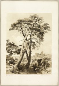 Scotch Fir, do Parque e da Floresta de James Duffield Harding