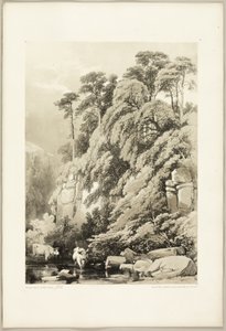 Wych Elm and Firs, do Parque e da Floresta de James Duffield Harding