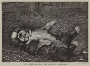 Um cachorro de São Bernardo: o sono da inocência (gravura) de James E. Bourhill