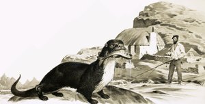 Lontra com peixe e homem a pescar