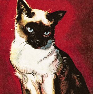 Gato siamês de James Edwin McConnell