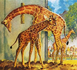 Virgínia, a Girafa de James Edwin McConnell
