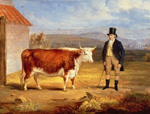 Sr. James Hodges e sua novilha Hereford de dois anos, c.1843 de James Flewitt Mullock