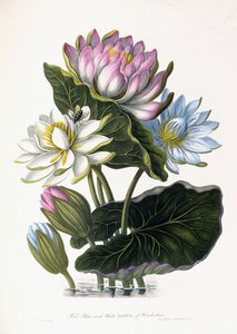 Lótus vermelho, azul e branco, do Hindostan, 1781 de James Forbes