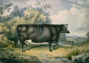 A novilha do prêmio Cottesmore, depois de Henry Strafford (fl.1833-73), 1837
