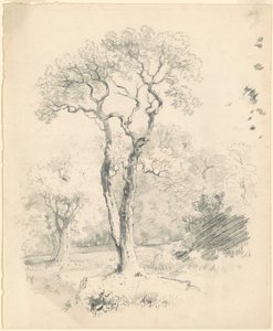 Uma Clareira de Árvores