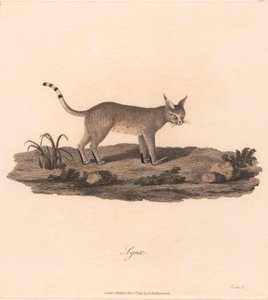 Luchs