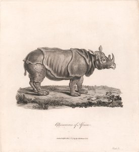 Rinoceronte de África