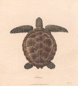 Tartaruga