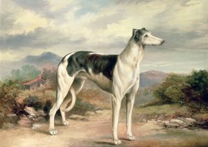 Um galgo em uma paisagem montanhosa