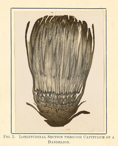 [Vista da planta do dente-de-leão - Secção longitudinal]. de James Hornell