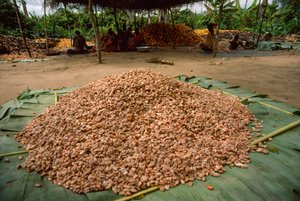 Uma grande pilha de favas de cacau (Género: Theobroma, espécie: cacau), que já foram ad... de James L Stanfield
