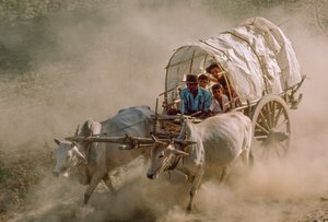 As corridas de carros de bois marcam o dia de lua cheia de Kason. Patheingyi, a leste de Mandalay, Birmânia. de James L Stanfield