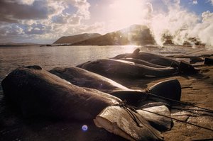 Baleias esquartejadas alinham-se na praia após uma caçada. BAÍA DE FRENCHMAN PERTO DE ALBANY, OESTE... de James L Stanfield